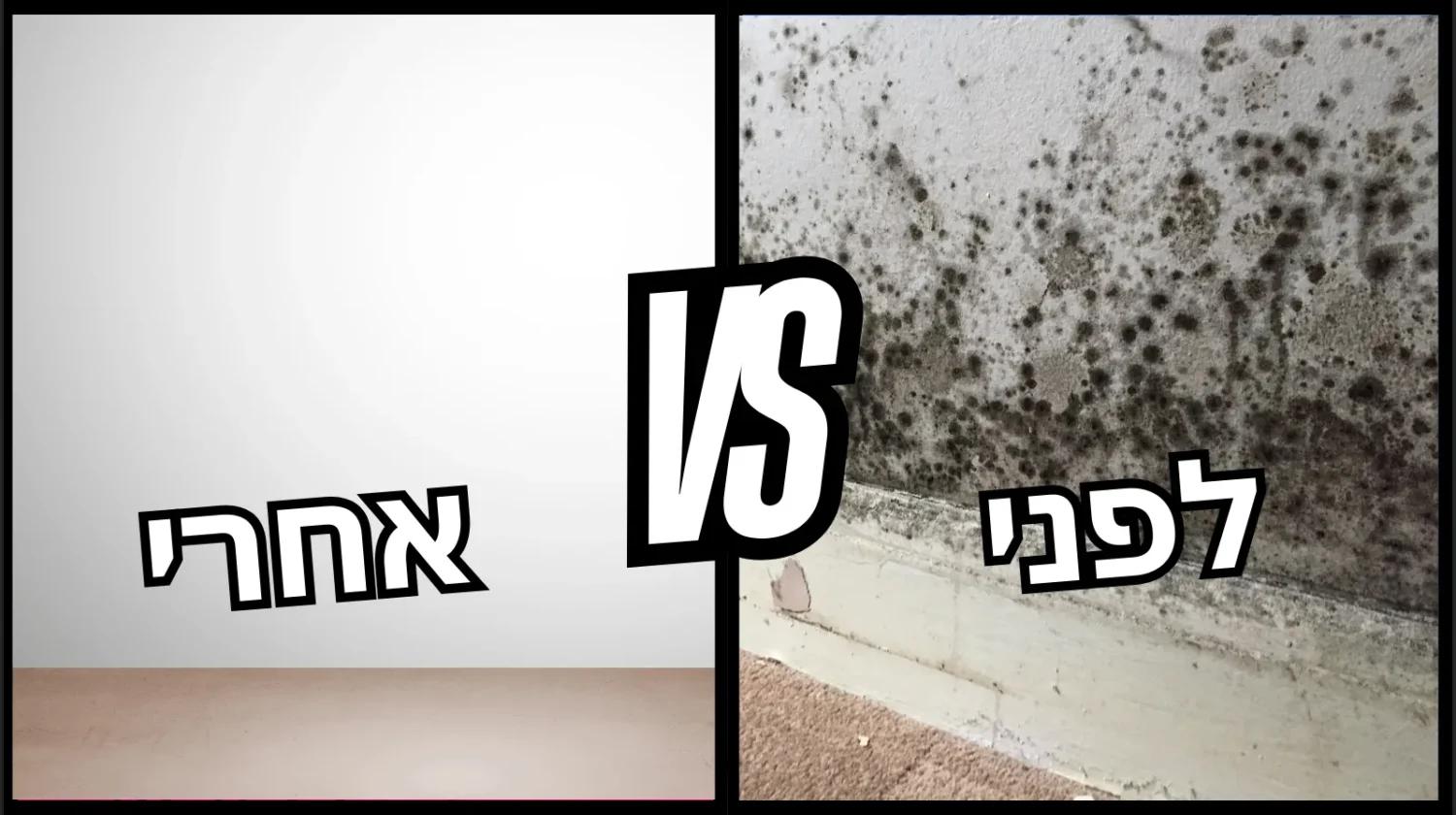 רטיבות קפילארית בקיר – השוואה בין קיר יבש לקיר עם עובש, קילופי צבע ונזקי לחות מהקרקע